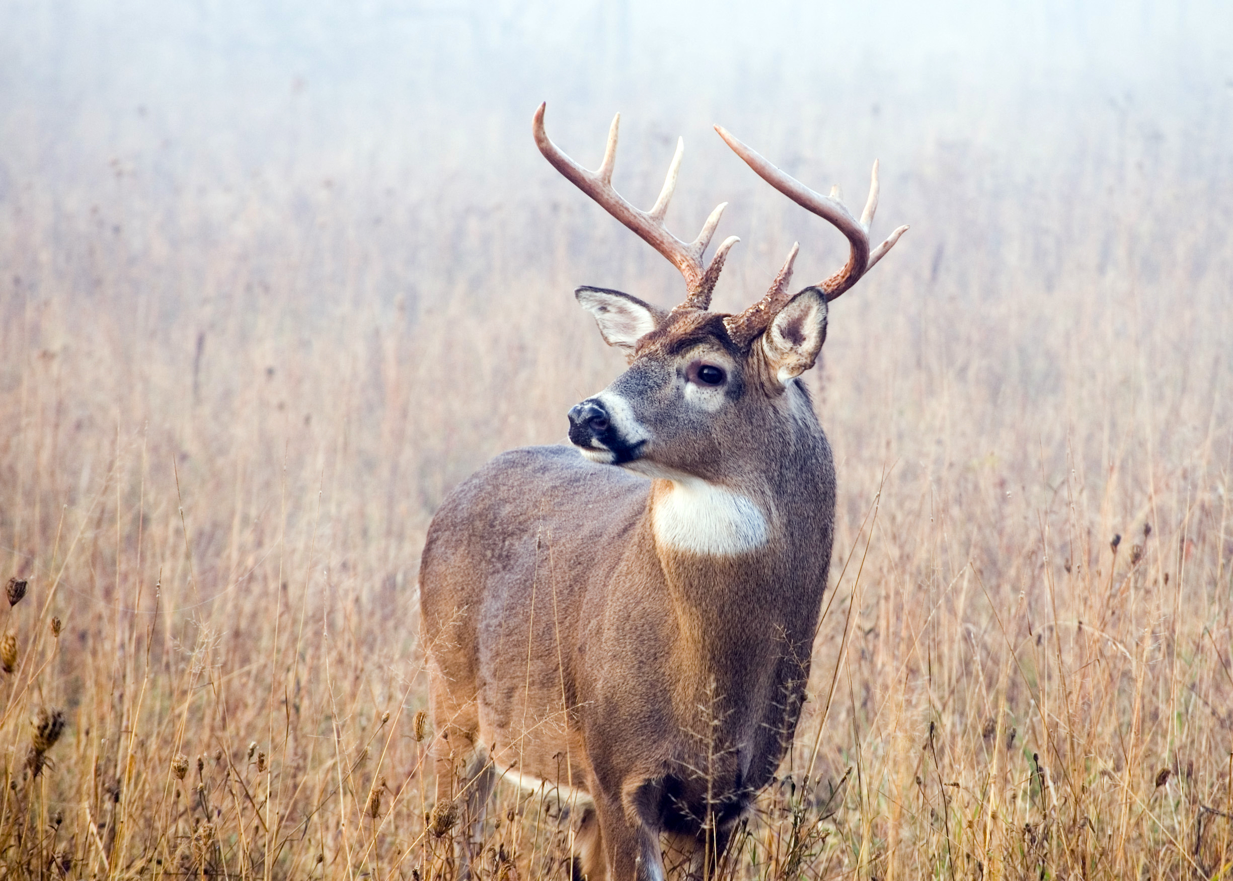 The Scoring & Field-Judging of the White-tailed Buck