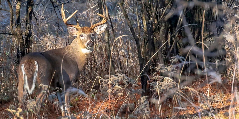 7-Easy Steps to scoring Whitetail Deer- 2020 - FEATHERNETT OUTDOORS