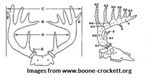 how to score deer antlers