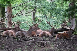 how to score dee antlers