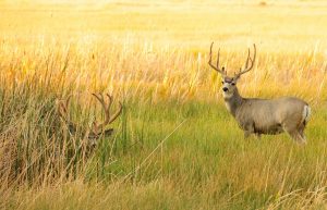 How to Score Deer Antlers