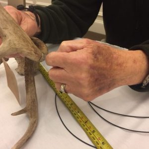 whitetail scoring