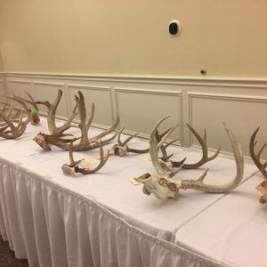 Whitetail scoring