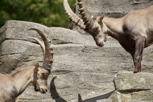 bow hunting ibex in spain