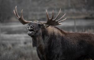 hunting trips