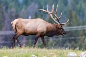 hunting trips