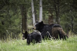 Bear Hunting in Michigan