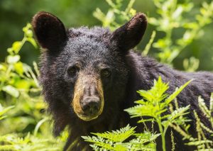 bear hunting in michigan