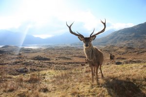 iberian red deer