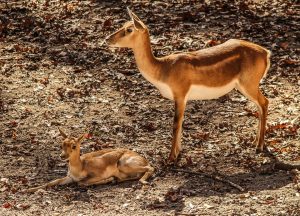hunting in Africa