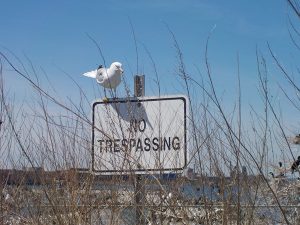 ethical hunting
