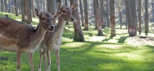 hunting resolutions