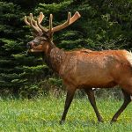 elk hunting in Michigan
