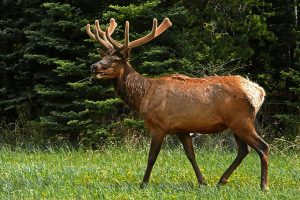 elk hunting in Michigan