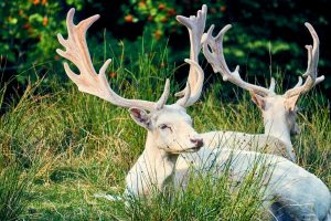 weird hunting laws