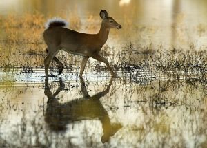 weird hunting laws