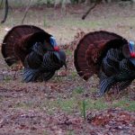 Turkey hunting. Two male turkeys in full display with feathers spread out