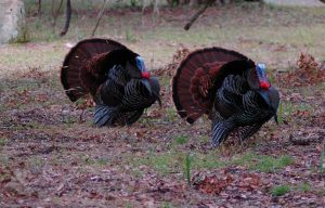 Turkey hunting. Two male turkeys in full display with feathers spread out