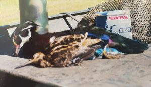 unusual fish and game meat. Dead snipe and water fowl