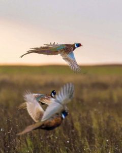 Veterans' Hunt