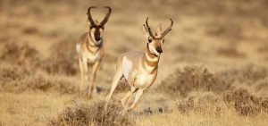 Wyoming Hunting