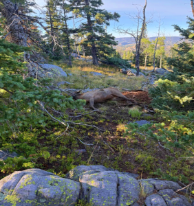 elk hunting in new Mexico
