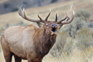 Elk Hunting in New Mexico