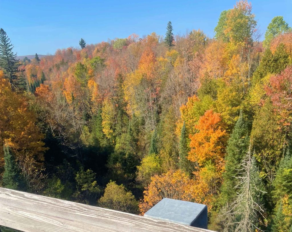 Hunting Michigan Black Bear