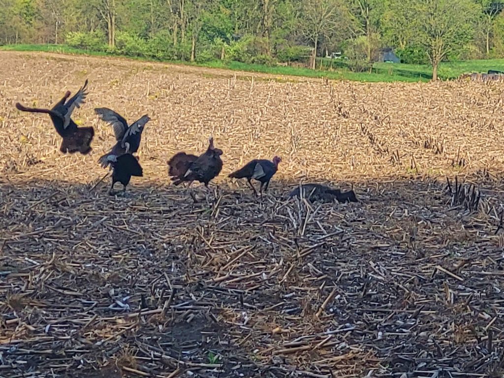 wild turkeys