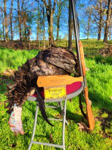 wild turkeys