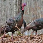 wild turkeys