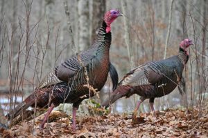 wild turkeys