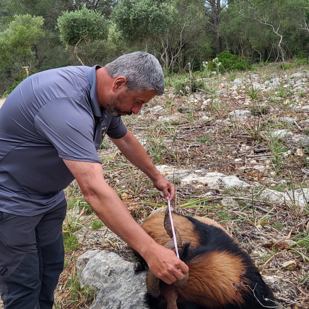 hunting Mallorca